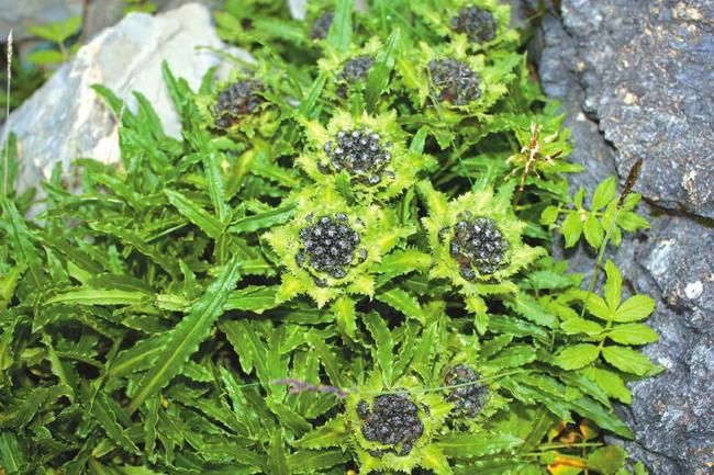 Photo provided by Wolong National Nature Reserve shows the new but highly endangered species of snow lotus. [Photo: Wolong National Nature Reserve]