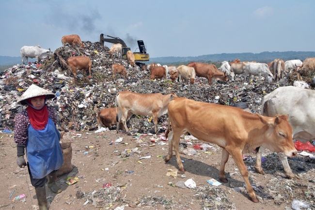 A herd(群 qún) of cattle(牛 niú) feed on trash(垃圾 lājī) at the Cikolotok landfill in Purwakarta, West Java, Indonesia, on August 9, 2019. [Photo: IC]