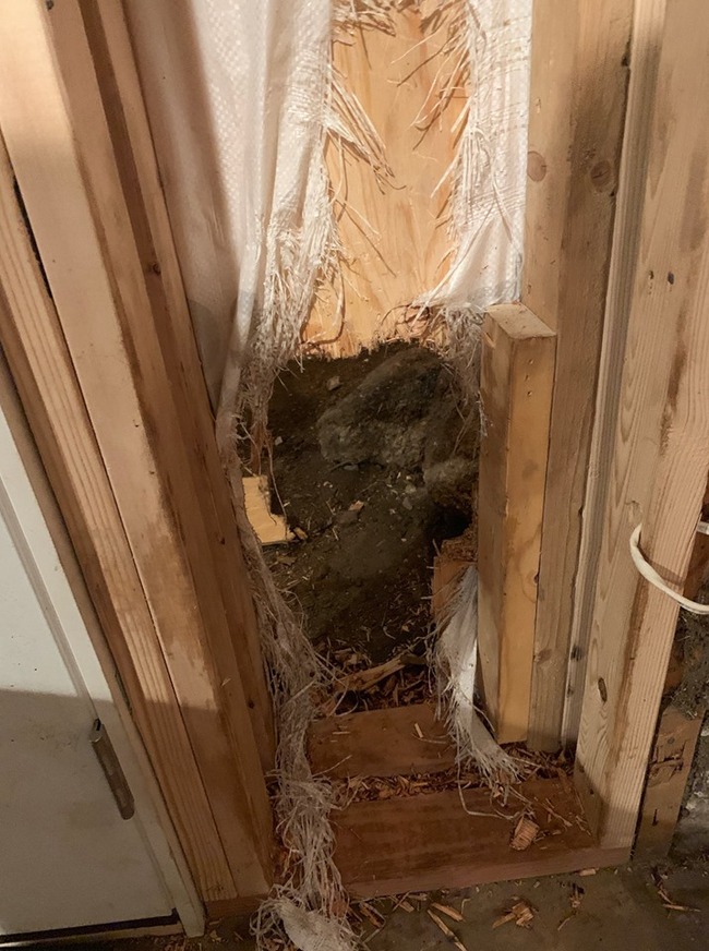 The bear forcibly breached a hole in the wall like the 'Kool-Aid Man' and made its escape. [Photo: Estes Park Police Department]