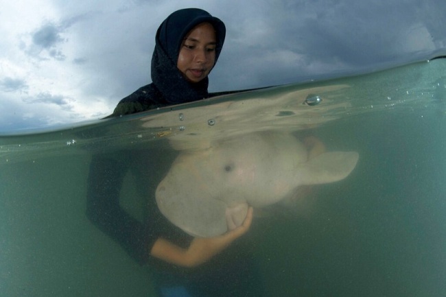 In this Thursday, May 23, 2019, file photo, an official of the Department of Marine and Coastal Resources feeds sea-grass spread to Marium, baby dugong lost from her mom in Libong island, Trang province southern Thailand. [Photo: AP]