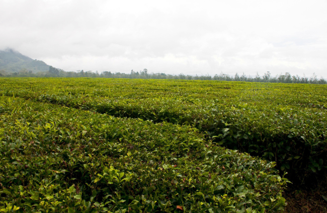 A tea plantation in Papua New Guinea. [File Photo: IC]