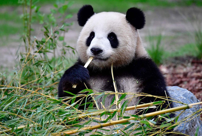 In this file photo taken on July 10, 2017, giant panda Meng Meng enjoys some bamboo in her enclosure at the Zoologischer Garten zoo in Berlin. [Photo: VCG]