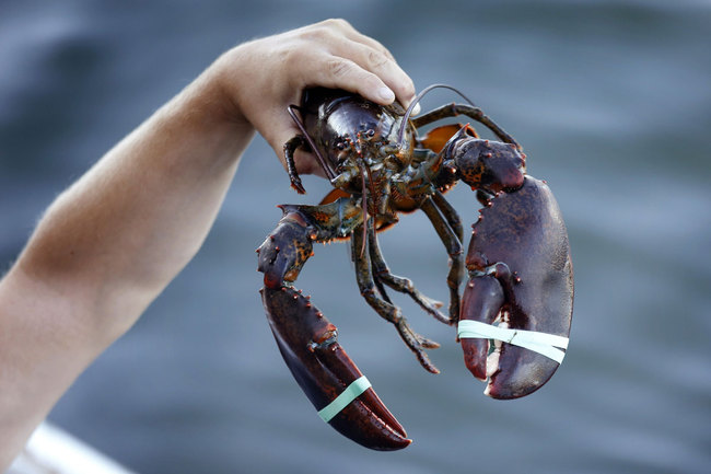 In this Saturday, Aug. 24, 2019, photo a 3.5 pound lobster is held by a dealer at Cape Porpoise in Kennebunkport, Maine. America's lobster exports to China have plummeted this year as new retaliatory tariffs have shifted business to Canada. [Photo: AP/Robert F. Bukaty]