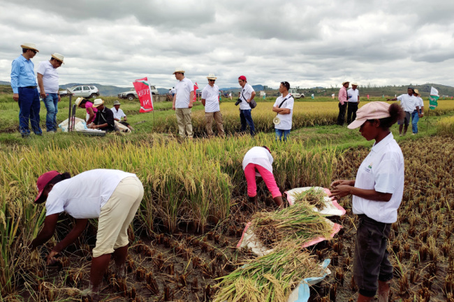 Hybrid rice is harvested in Madagascar.[Photo: courtesy of Yuan’s International Agricultural Development Co., Ltd.]