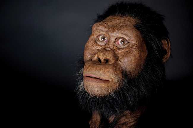 This undated photo provided by the Cleveland Museum of Natural History in August 2019 shows a facial reconstruction model by John Gurche made from a fossilized cranium of Australopithecus anamensis. The species is considered to be an ancestor of A. afarensis, represented by "Lucy" found in 1974. From 3.8 million years ago, the ancestral species is the oldest known member of Australopithecus, the grouping of creatures that preceded our own branch of the family tree, called Homo. [Photo: Matt Crow/Cleveland Museum of Natural History via AP]