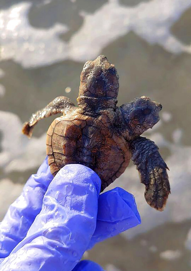 This photo provided by Sea Turtle Patrol Hilton Head Island shows a two-headed Loggerhead sea turtle. News outlets report Sea Turtle Patrol Hilton Head Island says the hatchling was found alive Tuesday, Aug. 27, 2019 and released into the ocean. [Photo: AP]