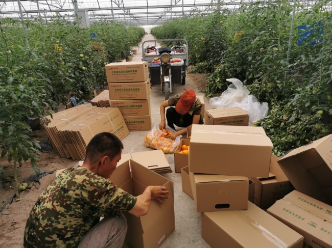 Local workers are packaging the fruits and vegetables in the organic farm.[Photo: from China Plus]