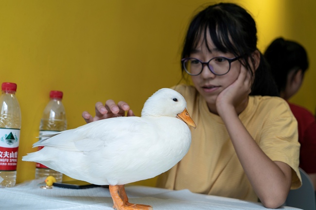 This photo taken on August 29, 2019 shows a woman touching a duck at Hey! Wego duck cafe in Chengdu in China's southwestern Sichuan province. [Photo: AFP/Pak YIU]