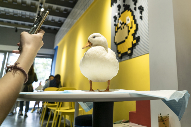 This photo taken on August 29, 2019 shows a customer(顾客 gùkè) taking photos of a duck at Hey! Wego duck cafe in Chengdu in China's southwestern Sichuan province. [Photo: AFP/Pak YIU]