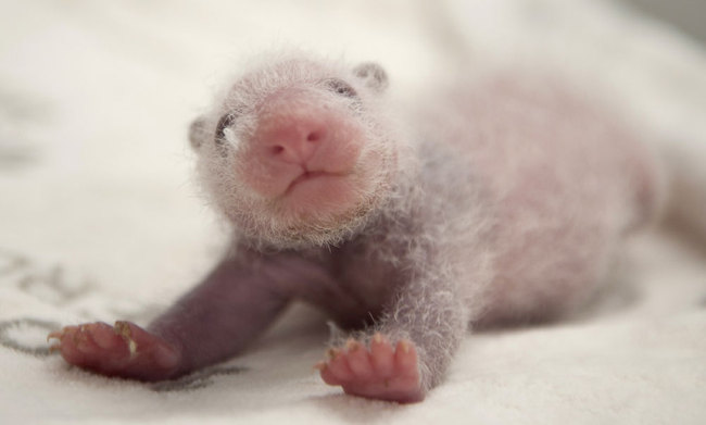 This recent handout picture released on September 13, 2019 by the Zoo Berlin shows one of two giant panda cubs born at the Zoologischer Garten zoo in Berlin. [Photo: Zoo Berlin/AFP/Werner Kranwetvogel]