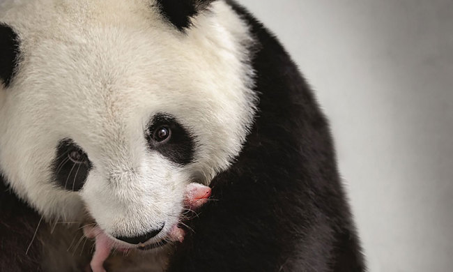 This recent handout picture released on September 13, 2019 by the Zoo Berlin shows giant panda mother Meng Meng with one of her two cubs at the Zoologischer Garten zoo in Berlin. [Photo: Zoo Berlin/AFP/Werner Kranwetvogel]