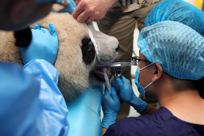 Doctors check a panda's teeth at the Chengdu Giant Panda Breeding Base in Chengdu, Sichuan Province, September 3, 2019. [Photo: IC]