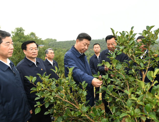 Xi Jinping, general secretary of the Communist Party of China Central Committee, inspects a tea plantation in Guangshan county, Henan province on Tuesday, September 17, 2019. [Photo: Xinhua]