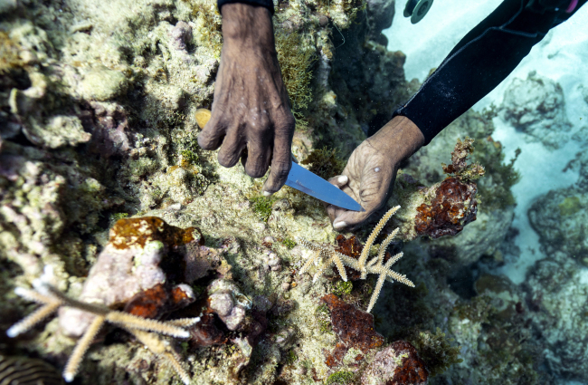 Diver Everton Simpson plants staghorn harvested from a coral nursery inside the the White River Fish Sanctuary Tuesday, Feb. 12, 2019, in Ocho Rios, Jamaica. [Photo: AP/David J. Phillip]