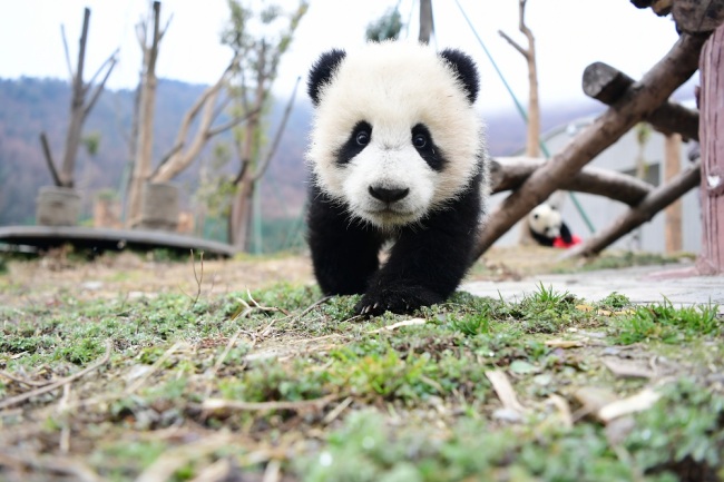 A giant panda cub at the Shenshuping breeding base of Wolong National Nature Reserve in Ngawa Tibetan and Qiang Autonomous Prefecture, southwest China's Sichuan province, January 31, 2019. [File Photo: IC]