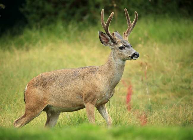 In this file photo, a deer is seen on the course during the second round of the 2019 U.S. Open at Pebble Beach Golf Links on June 14, 2019 in Pebble Beach, California. [Photo: Andrew Redington/Getty Images via VCG]