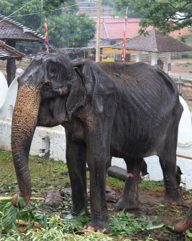 Tikiri looked too sick to take part in a parade on August 13, 2019. [Photo: VCG] 