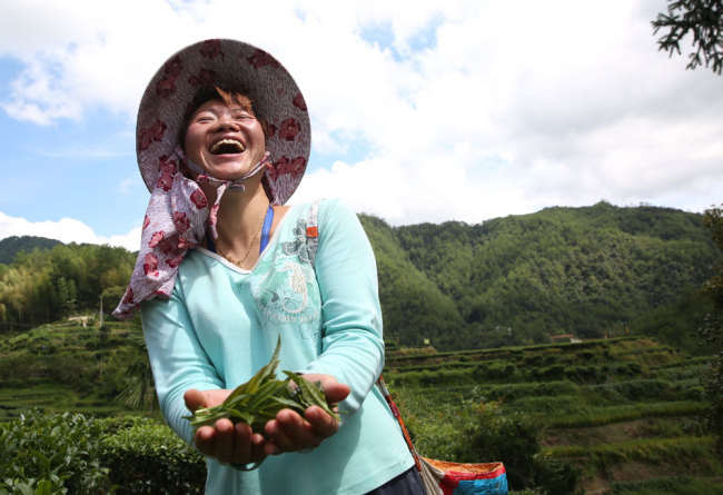 A villager harvests tea in Shouning County of Fujian Province on September 15, 2018. [File photo: IC]