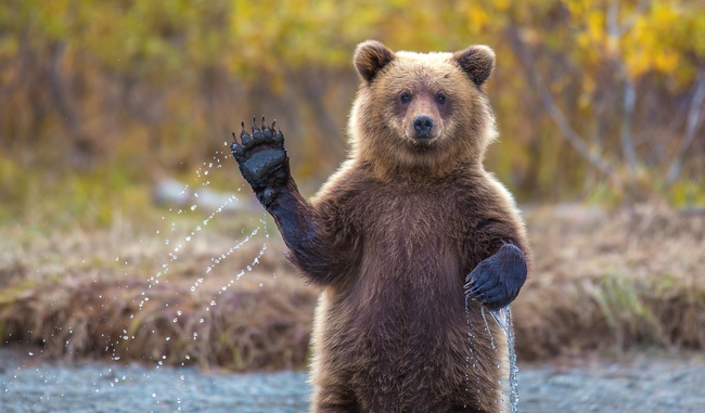 In this file photo, a bear cub raises a furry paw to wave at the camera in Alaska, the United States. [Photo: VCG/Kevin Dietrich/Solent News]