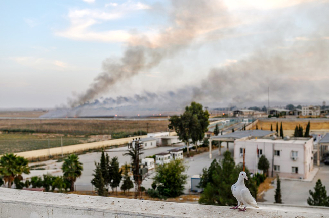 Smoke rises from the Syrian town of Tal Abyad, in a picture taken from the Turkish side of the border where a pigeon is seen in Akcakale on October 10, 2019, on the second day of Turkey's military operation against Kurdish forces. [Photo: AFP]