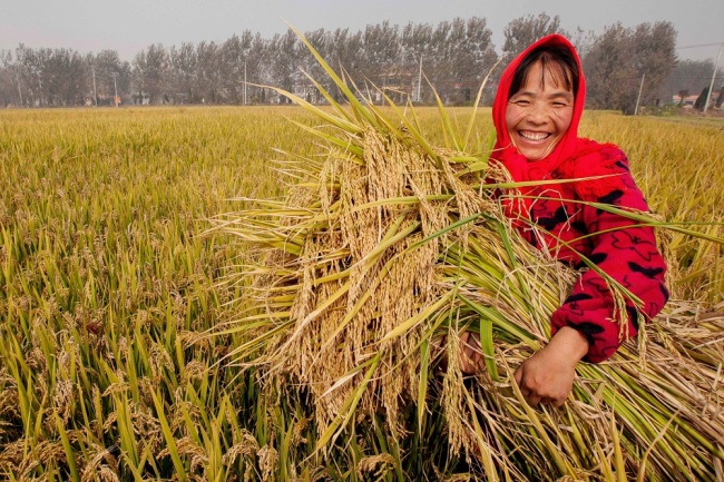 A Chinese farmer smiles as she harvests rice in her paddy field in Xiazhuang village, Jinshan town, Lianyungang city, east China's Jiangsu province, October 16, 2014. [File Photo: IC]