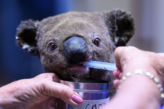A dehydrated and injured Koala receives treatment at the Port Macquarie Koala Hospital in Port Macquarie on November 2, 2019, after its rescue from a bushfire that has ravaged an area of over 2,000 hectares. [Photo: SAEED KHAN/AFP via VCG]