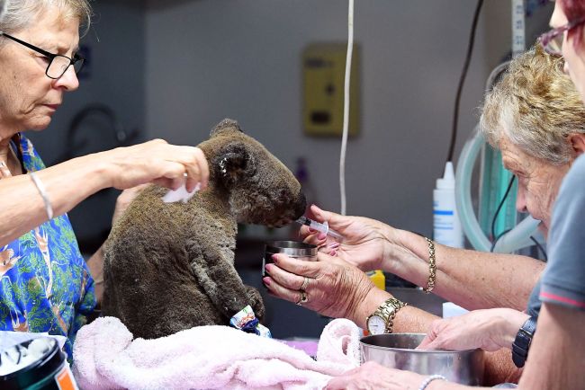 A dehydrated and injured Koala receives treatment at the Port Macquarie Koala Hospital in Port Macquarie on November 2, 2019, after its rescue from a bushfire that has ravaged an area of over 2,000 hectares. Hundreds of koalas are feared to have burned to death in an out-of-control bushfire on Australia's east coast, wildlife authorities said October 30. [Photo: VCG]