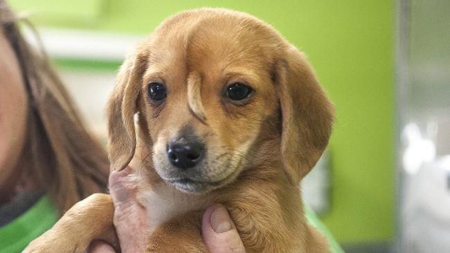 Mac's Mission animal rescue founder Rochelle Steffen holds a 10-week-old golden retriever puppy with a small tail growing between his eyes, dubbed "Narwhal," Wednesday, Nov. 13, 2019, in Jackson, Missouri. [Photo: Tyler Graef/The Southeast Missourian via AP]