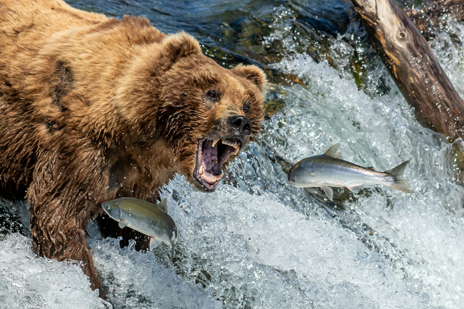 A hungry bear lines up its dinner as it tries to catch leaping salmon at Brook Falls, Alaska. 34-year-old Nina Waffenschmidt captured the extraordinary moment when the bear tried to catch the fish as they leap out of the water. "The bear must have caught around 15 to 20 of the elating salmon, which would have made for a nice dinner!" the photographer said. [Photo: Solent News via VCG/Nina Waffenschmidt]