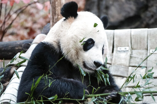 Giant panda Bei Bei eats bamboo at the David M. Rubenstein Family Giant Panda Habitat of the Smithsonian National Zoological Park before heading back to China, Tuesday, Nov 19, 2019, in Washington. [Photo: AP]