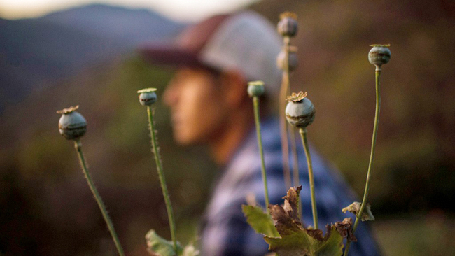 A Mexican farmer works in a poppy field in the state of Guerrero, Mexico on January 25, 2016. [File Photo: AFP]