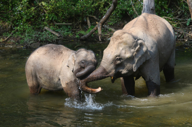 File Photo: Two elepants in Xishuangbanna,Yunnan Province on February 25,2013. [Photo: VCG]