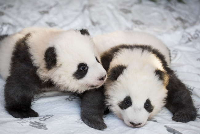 The two giant panda cubs "Meng Yuan" (L) and "Meng Xiang" are presented to the media after they were given their names at the Zoologischer Garten zoo in Berlin on December 9, 2019. It is the first giant panda offspring in Germany: The Berlin panda Meng Meng gave birth to twins on August 31, 2019. On loan from China, Meng Meng and male panda Jiao Qing arrived in Berlin in June 2017. While the cubs are born in Berlin, they remain Chinese and must be returned to China within four years after they have been weaned. [Photo: AFP/Odd Andersen]
