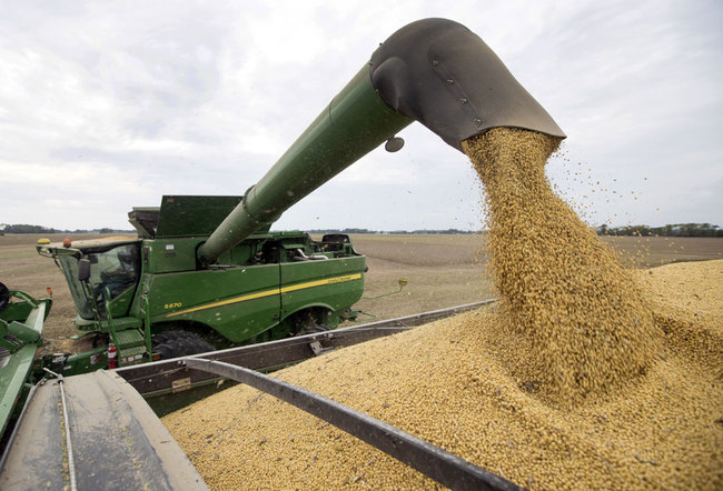 In this Friday, Sept. 21, 2018, file photo, soybeans are offloaded from a combine during the harvest in Brownsburg, Ind. [File photo: AP/Michael Conroy]