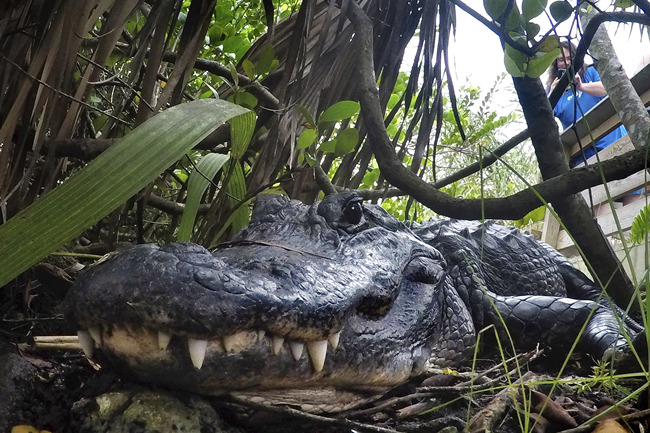 In this Friday, Oct. 18, 2019 file photo, an alligator rests in Everglades National Park, near Flamingo, Florida. [Photo: AP/Robert F. Bukaty]