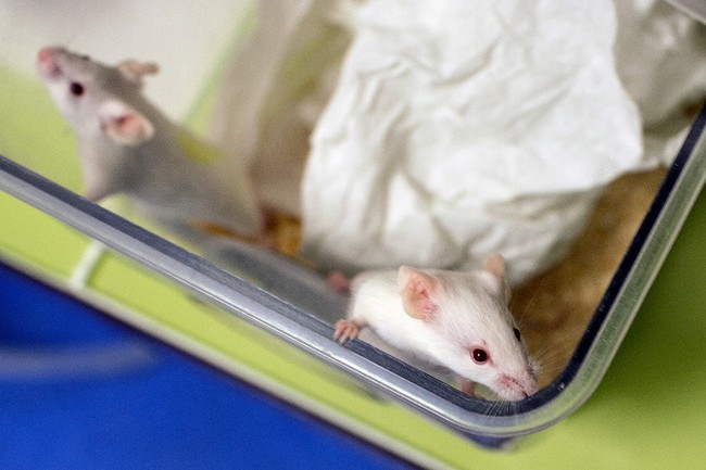 Mice in a box [Photo: AFP]