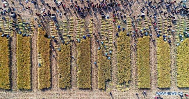 8, Letecký snímek pořízený 15. listopadu 2020 ukazuje soutěž dovedností pro podzimní sklizeň na rýžových polích ve vesnici Chunhua (Čchun-chua), která sousedí s vesnicí Fuchun (Fu-čchun) v okrese Fuyang (Fu-jang) ve městě Hangzhou (Chang-čou) v provincii Zhejiang (Če-ťiang) ve východní Číně. Soutěže se zde v neděli zúčastnilo celkem 24 skupin z každé oblasti sousedící s vesnicí Fuchun. Účastníci soutěžili v dovednostech jako je sklízení rýže, mlácení rýže, dávání rýže do pytlů a vázání slámy. (Xinhua / Xu Yu)