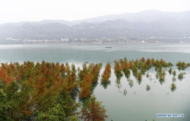 7, Fotografie pořízená 10. prosince 2020 ukazuje scenérii stromů taxodia poblíž řeky Jang‘c ve městečku Dazhou (Ta-čou) v okresu Wanzhou (Wan-čou) při městě Chongqing (Čchung-čching) v jihozápadní Číně, 10. prosince 2020. Od roku 2009 zasadil okres Wanzhou více než 1 800 Mu (120 hektarů) stromů tisovce na břehu řeky Jang‘c, které pomáhají v zadržování vody a půdy a zlepšování životního prostředí. (Xinhua / Wang Quanchao)
