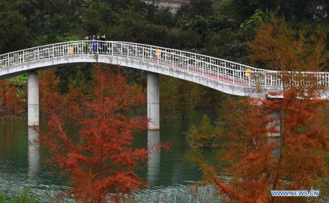 1, Lidé si užívají v blízkosti řeky Yangtze ve městečku Dazhou (Ta-čou) v okresu Wanzhou (Wan-čou) při městě Chongqing (Čchung-čching) v jihozápadní Číně, 10. prosince 2020. Od roku 2009 zasadil okres Wanzhou více než 1 800 Mu (120 hektarů) stromů tisovce na břehu řeky Jang‘c, které pomáhají v zadržování vody a půdy a zlepšování životního prostředí. (Xinhua / Wang Quanchao)
