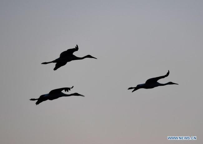 Nad mokřadem v chráněné oblasti pro jeřába bílého Wuxing (Wu-sing) u jezera Poyang (Pcho-jang) v Nanchangu (Nan-čchang) ve východočínské provincii Jiangxi (Ťiang-si) létali 21. prosince 2020 hejna stěhovavých ptáků. Do mokřadů u jezera Poyang dorazila řada stěhovavých ptáků, včetně jeřábů bílých a labutí, kteří ho považují za své zimní stanoviště. (Xinhua / Wan Xiang)