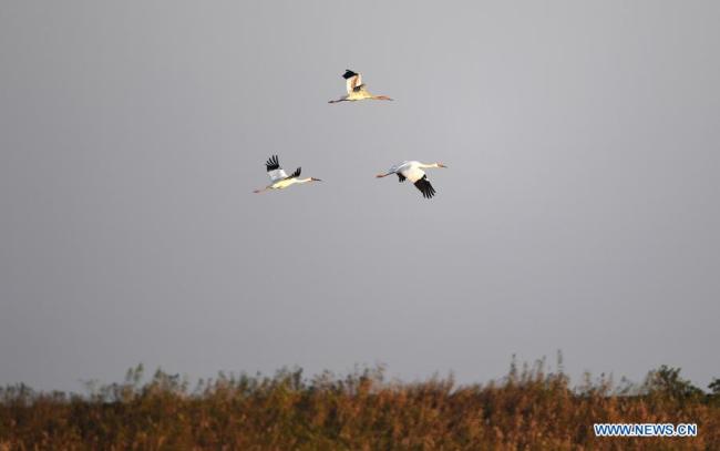 Nad mokřadem v chráněné oblasti pro jeřába bílého Wuxing (Wu-sing) u jezera Poyang (Pcho-jang) v Nanchangu (Nan-čchang) ve východočínské provincii Jiangxi (Ťiang-si) létali 21. prosince 2020 jeřábi bílí. Do mokřadů u jezera Poyang dorazila řada stěhovavých ptáků, včetně jeřábů bílých a labutí, kteří ho považují za své zimní stanoviště. (Xinhua / Wan Xiang)
