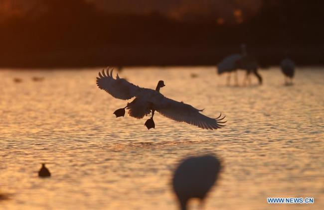 Hejna stěhovavých ptáků hledají potravu v mokřadu v chráněné oblasti pro jeřába bílého Wuxing (Wu-sing) u jezera Poyang (Pcho-jang) v Nanchangu (Nan-čchang) ve východočínské provincii Jiangxi (Ťiang-si), 21. prosince 2020. Do mokřadů u jezera Poyang dorazila řada stěhovavých ptáků, včetně jeřábů bílých a labutí, kteří ho považují za své zimní stanoviště. (Xinhua / Wan Xiang)
