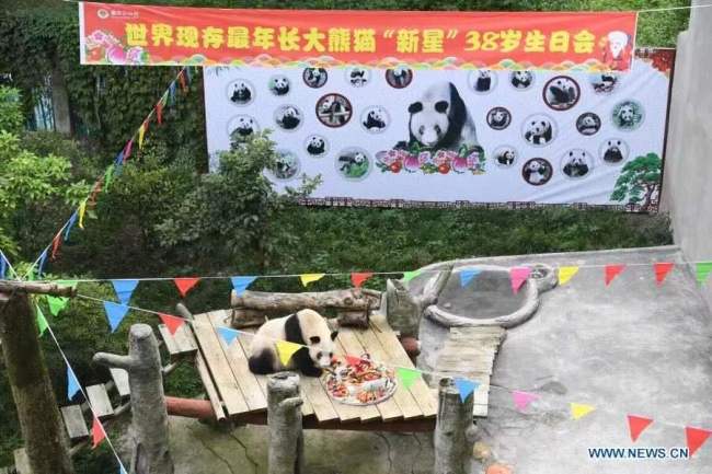 Fotografie, která byla pořízena 16. srpna 2020, ukazuje, jak si Xinxing (Sin-sing) pochutnává na ovocném narozeninovém dortu v zoologické zahradě v Chongqingu (Čchung-čching) v jihozápadní Číně. Xinxing, nejstarší panda velká na světě, zemřela v zoologické zahradě 8. prosince, oznámila zoo v pondělí. Bylo jí 38 let. (Xinhua / Tang Yi)