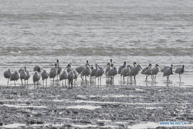 Ptáčníci studují stěhovavé vodní ptáky v poli mořské soli Yingge (Jing-ke) v okrese Ledong v provincii Hainan v jižní Číně, 17. ledna 2021. (Xinhua / Pu Xiaoxu)