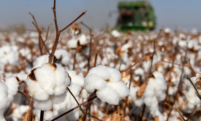 Moderní mechanizovaná sklizeň bavlny na poli v Xinjiangu