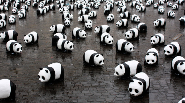 Programa Especial del Festival Internacional del Oso Panda