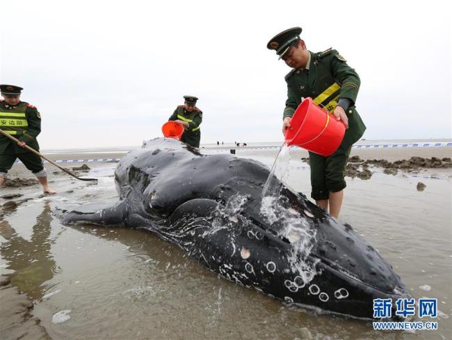 Ballena jorobada varada de nuevo tras ser rescatada en playa de este de China