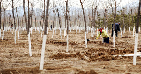 China fija una meta de desarrollo forestal para 2050 y emprenderá una reforestación de gran dimensión