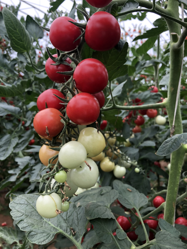 Con la “revolución de la industria de semillas de tomate” empresas de semillas de China atraen atención mundial