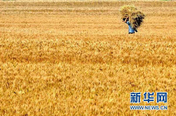 Cantando en chino: La brisa sopla en el campo de trigo ondulando 风吹麦浪